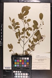 Amelanchier canadensis image